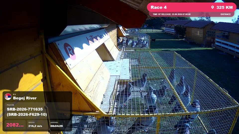 Pigeon Arrival Image For Race Race 4