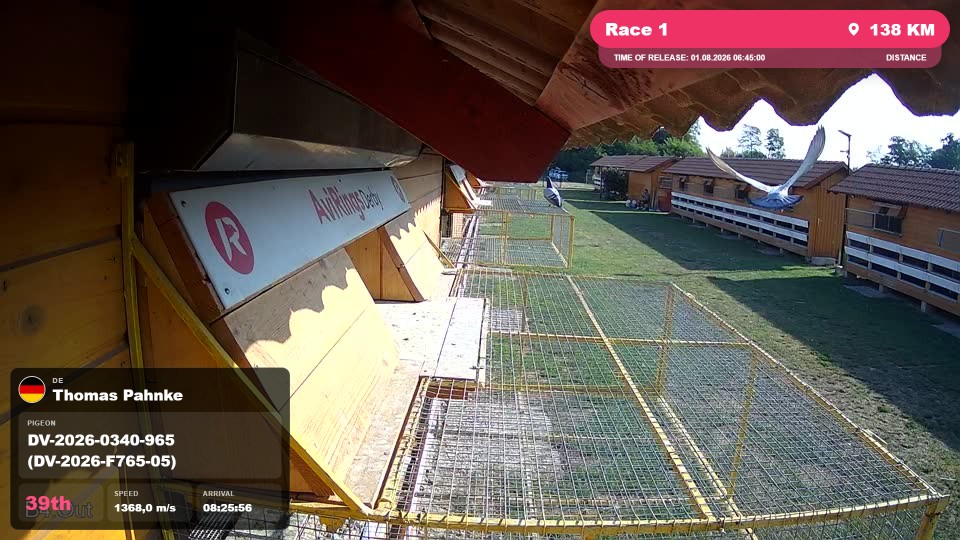 Pigeon Arrival Image For Race Race 1