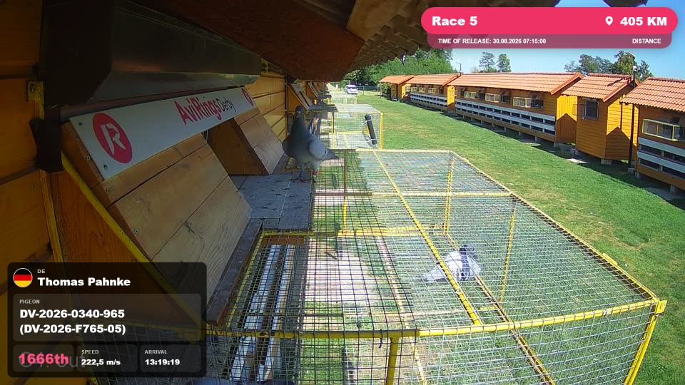 Pigeon Arrival Image For Race Race 5