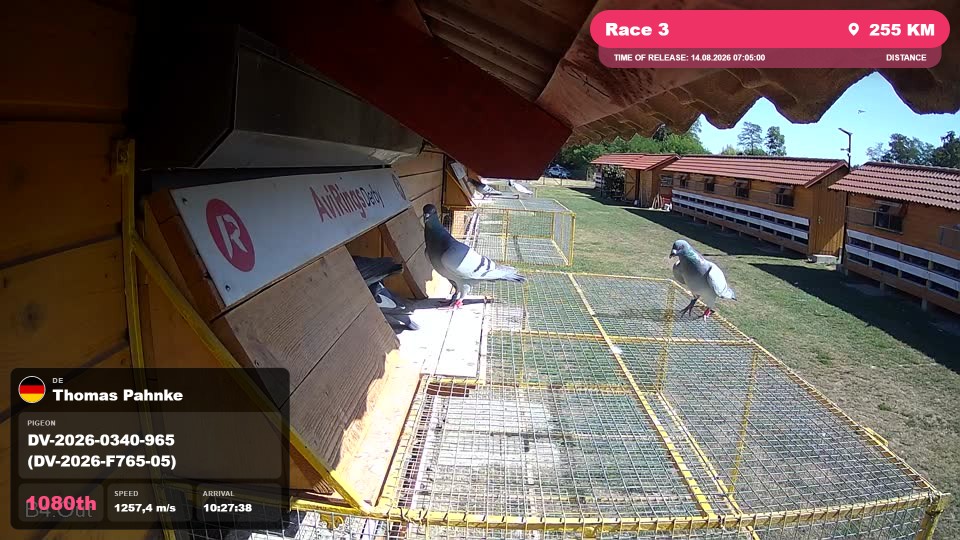 Pigeon Arrival Image For Race Race 3