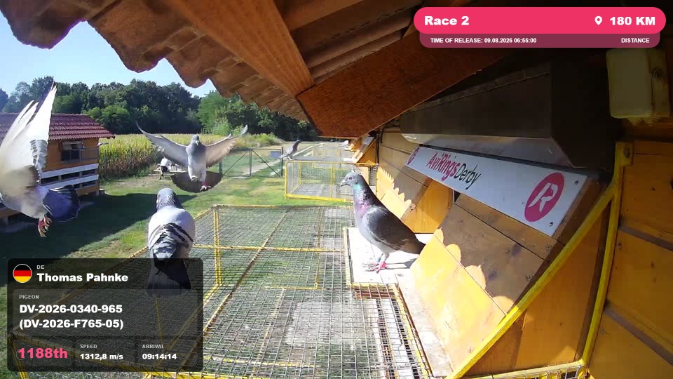 Pigeon Arrival Image For Race Race 2