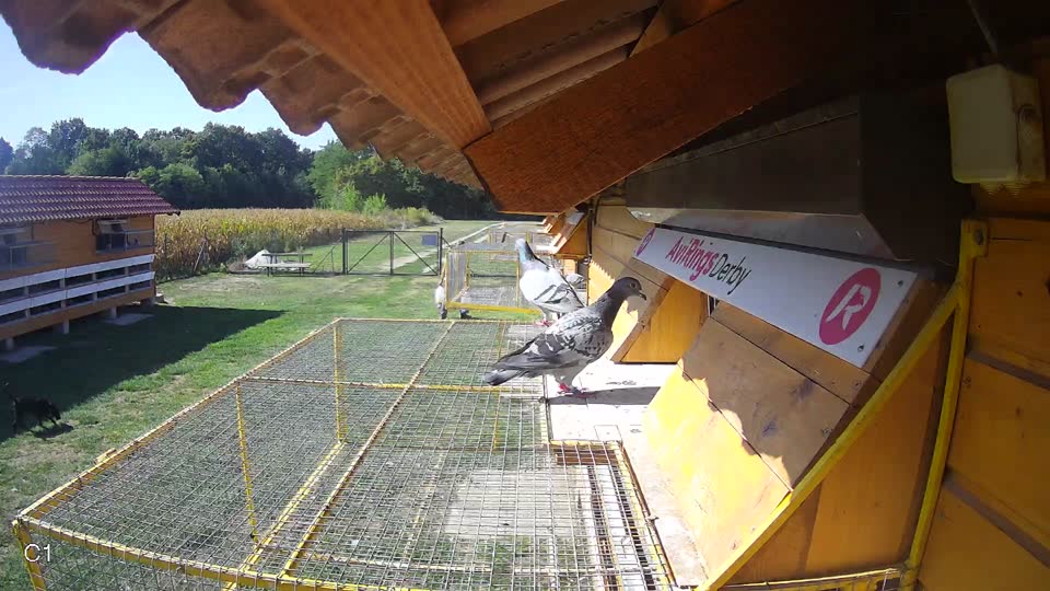 Pigeon Arrival Image For Race Race 5