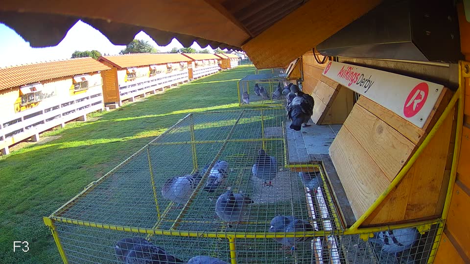 Pigeon Arrival Image For Race Race 4