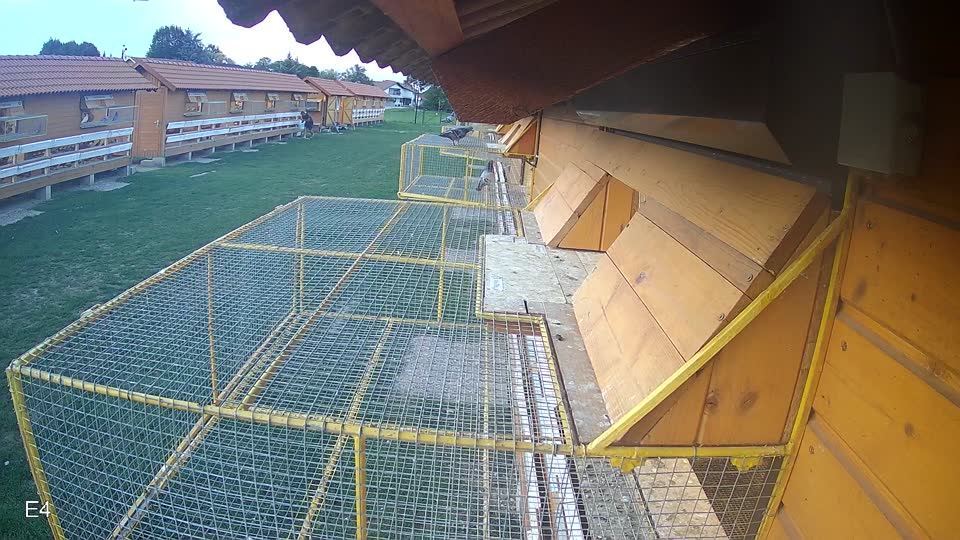 Pigeon Arrival Image For Race Race 6