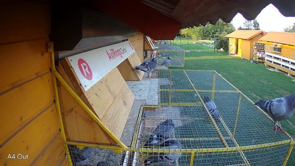 Pigeon Arrival Image For Race Race 6
