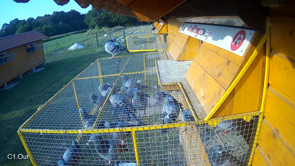 Pigeon Arrival Image For Race Race 4