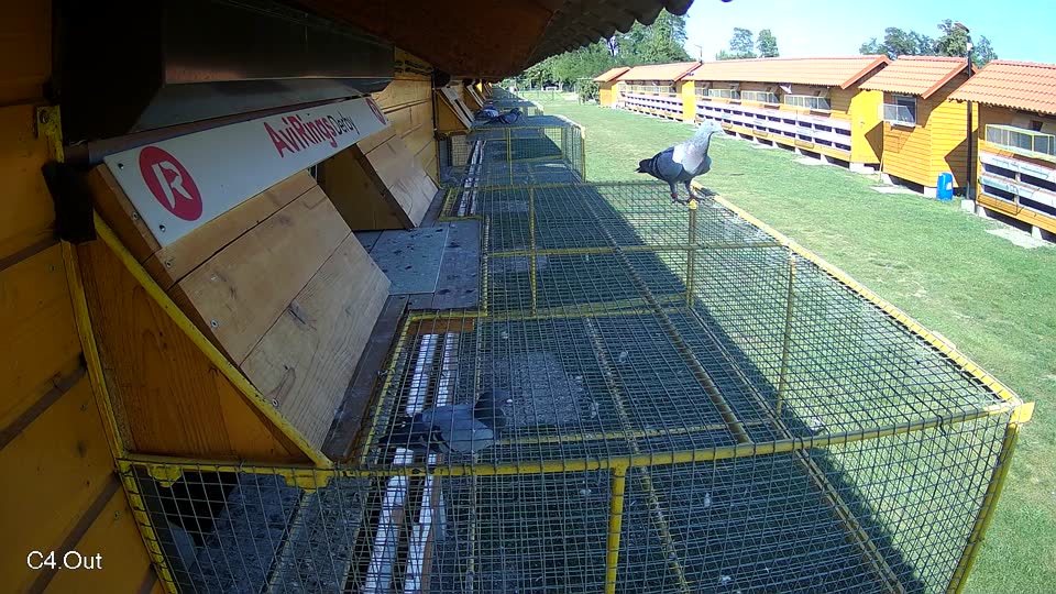 Pigeon Arrival Image For Race Race 5