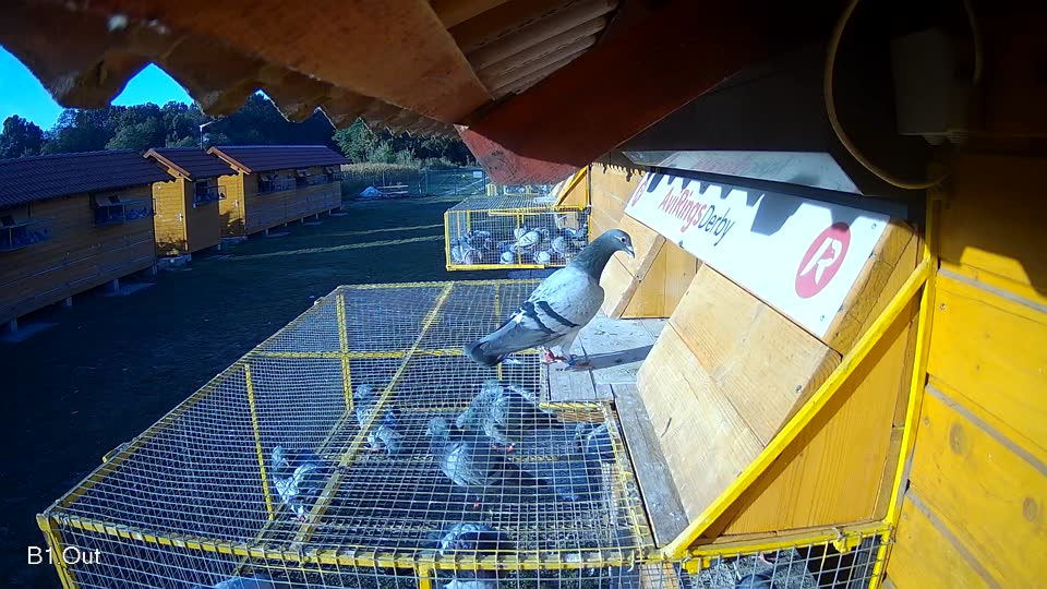 Pigeon Arrival Image For Race Race 5