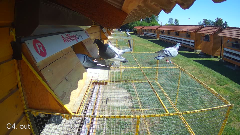 Pigeon Arrival Image For Race Race 3