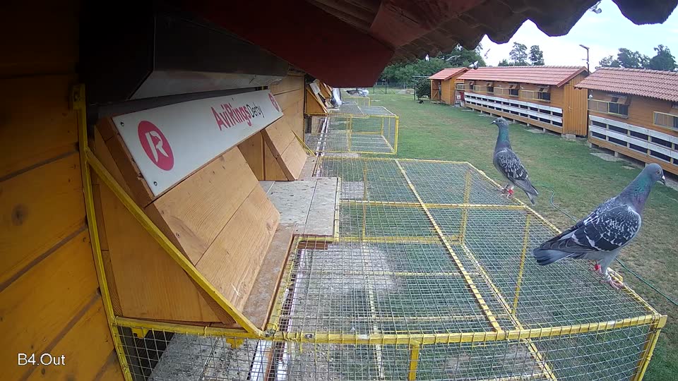 Pigeon Arrival Image For Race Race 3