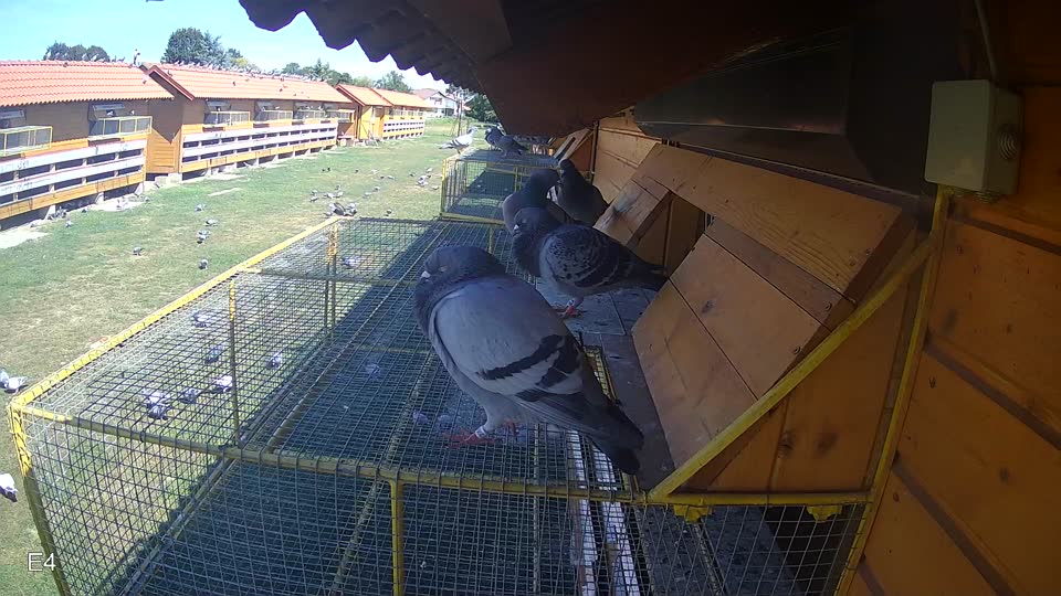Pigeon Arrival Image For Race Race 4