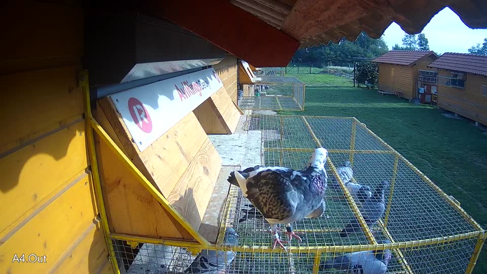 Pigeon Arrival Image For Race Final race 1