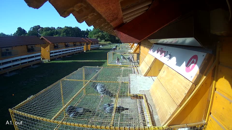 Pigeon Arrival Image For Race Race 5