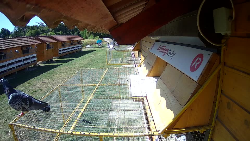 Pigeon Arrival Image For Race Race 3