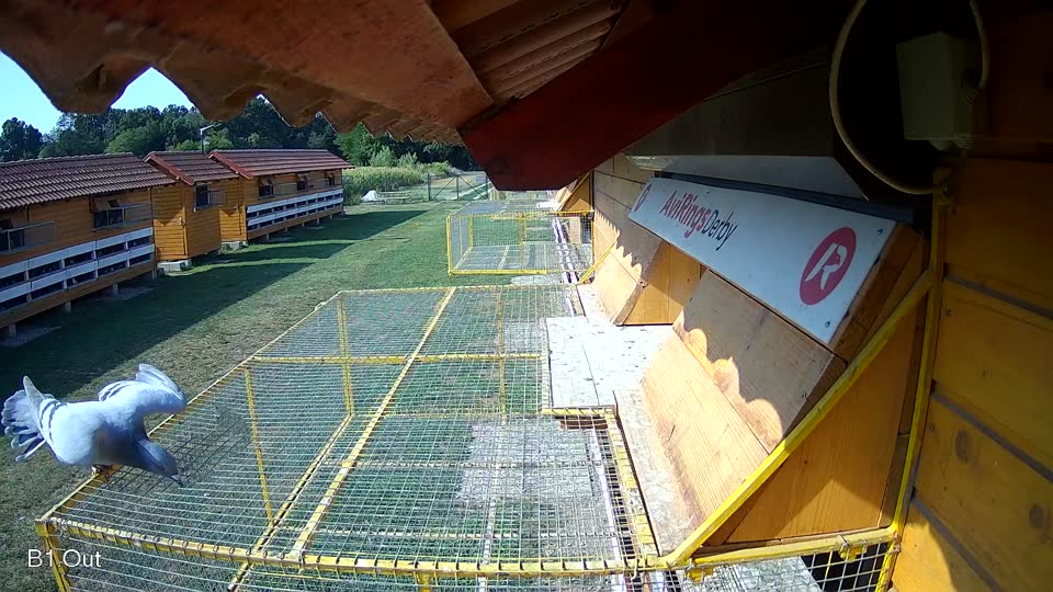 Pigeon Arrival Image For Race Race 1
