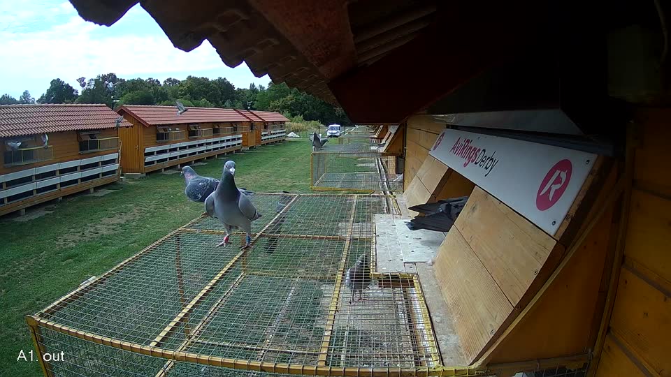 Pigeon Arrival Image For Race Race 4