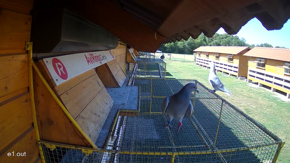 Pigeon Arrival Image For Race Race 3
