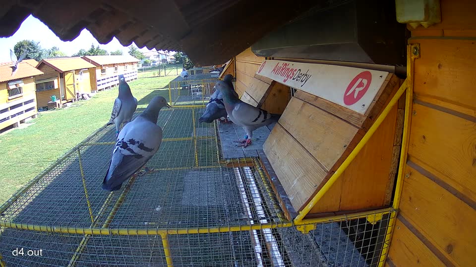 Pigeon Arrival Image For Race Race 2