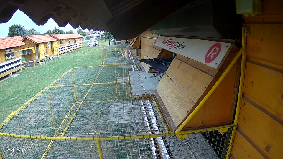 Pigeon Arrival Image For Race Race 4