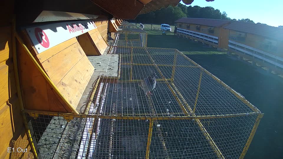 Pigeon Arrival Image For Race Race 5