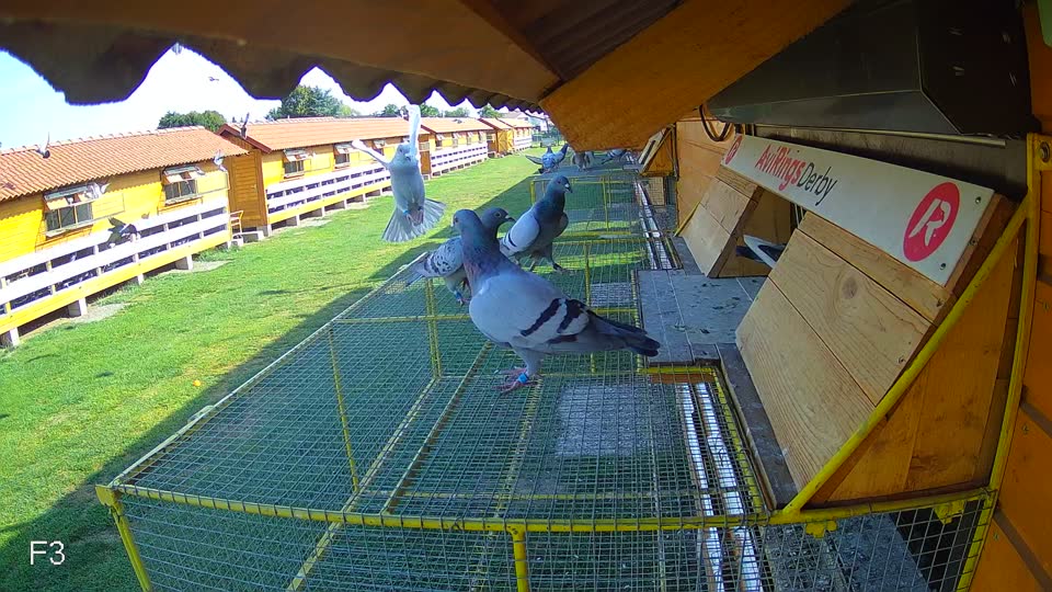 Pigeon Arrival Image For Race Race 1