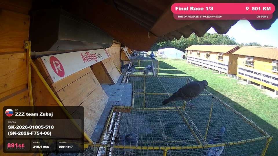 Pigeon Arrival Image For Race Final Race 1/3