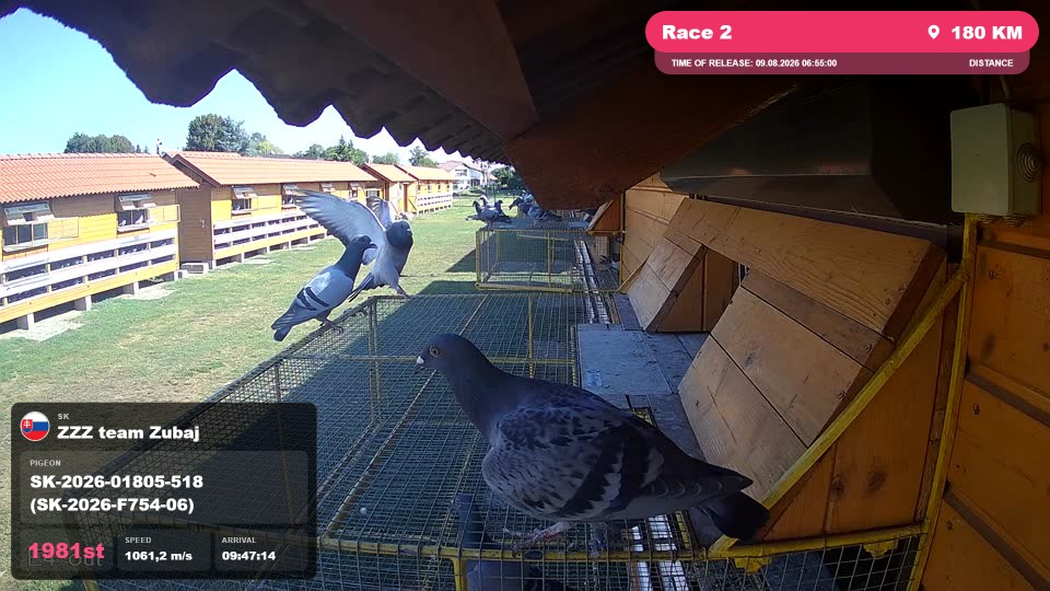 Pigeon Arrival Image For Race Race 2