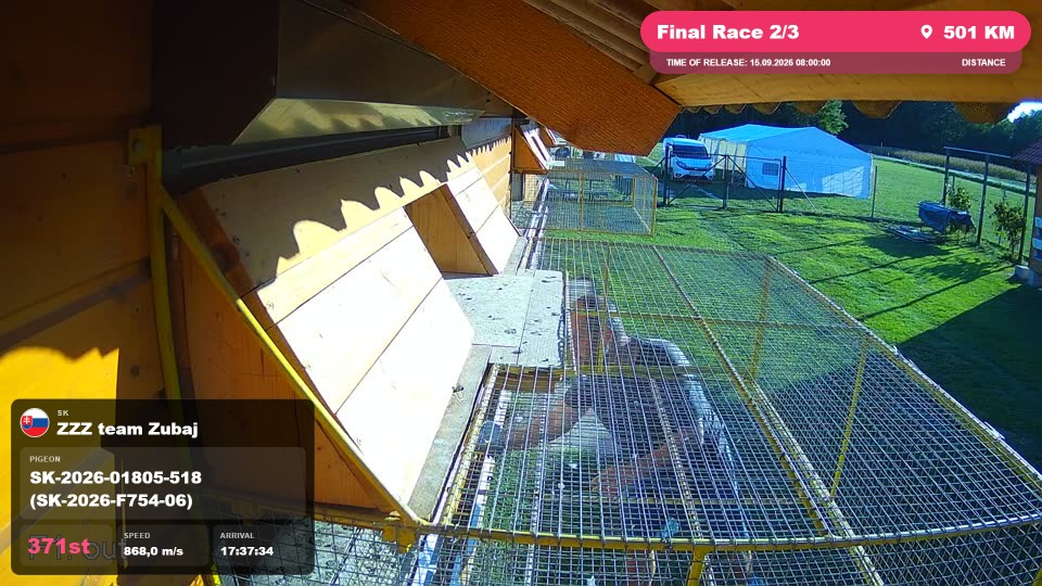 Pigeon Arrival Image For Race Final Race 2/3