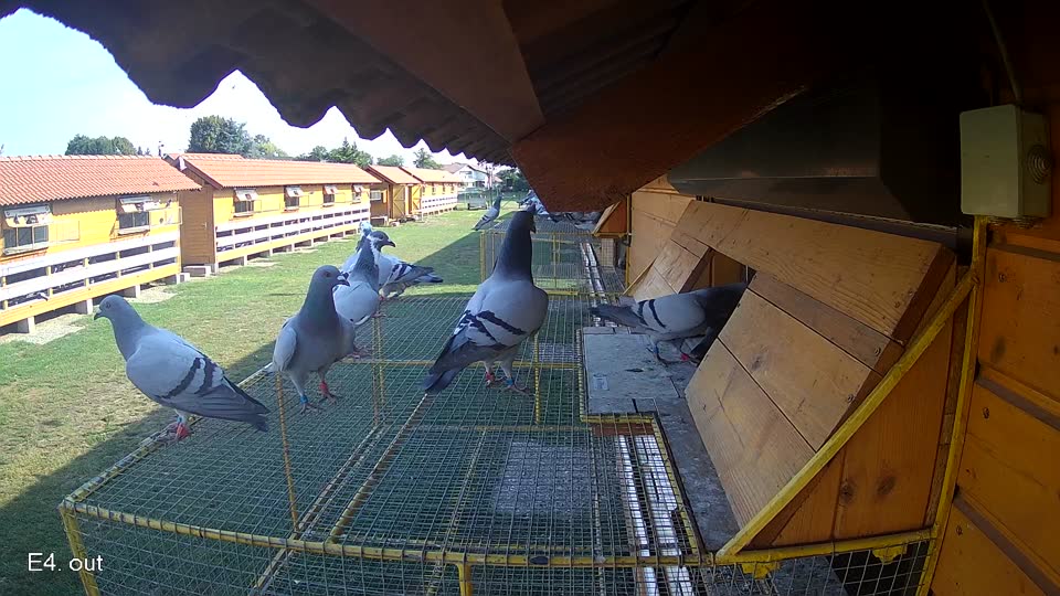 Pigeon Arrival Image For Race Race 1