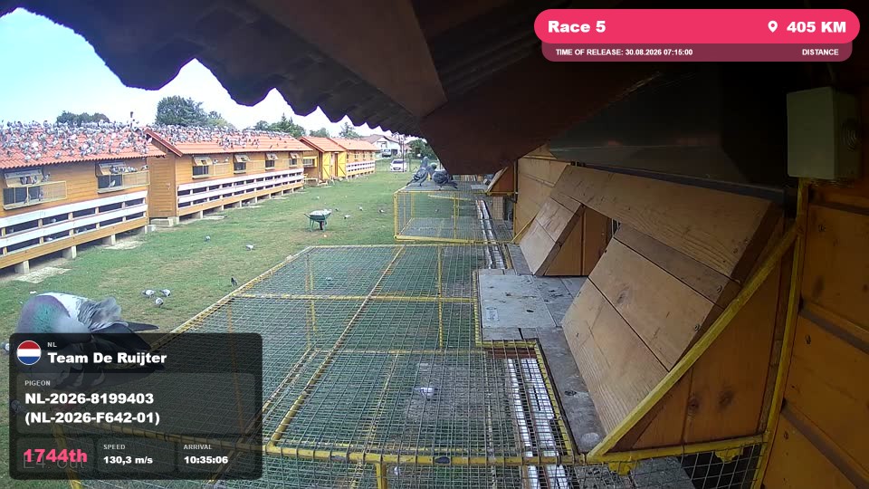 Pigeon Arrival Image For Race Race 5