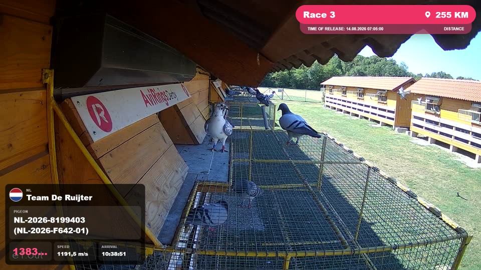 Pigeon Arrival Image For Race Race 3