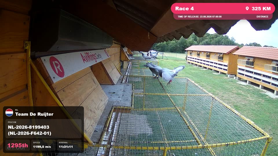 Pigeon Arrival Image For Race Race 4