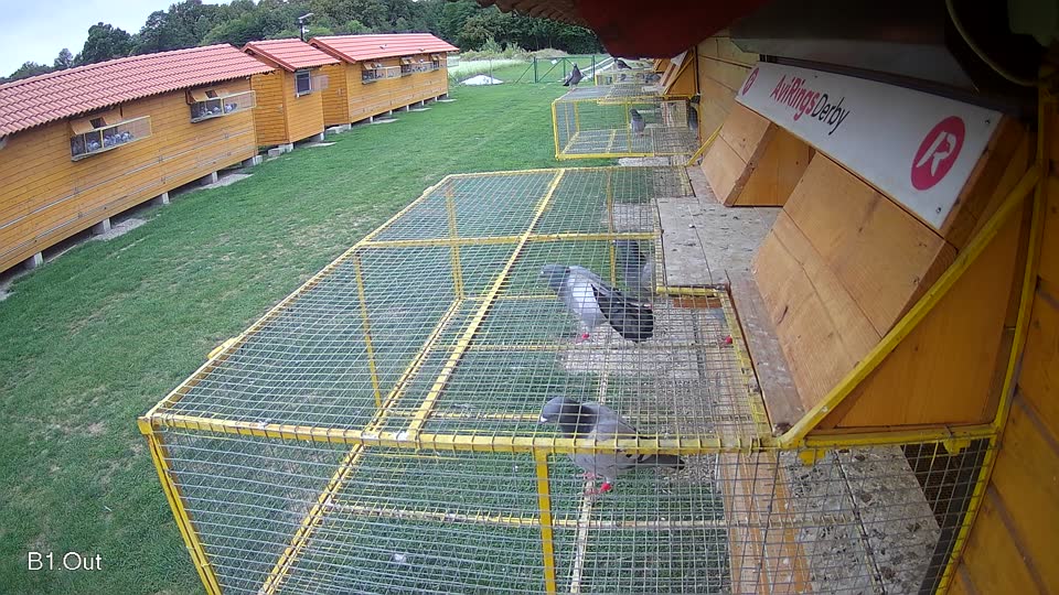 Pigeon Arrival Image For Race Race 6
