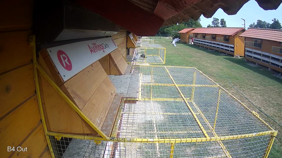 Pigeon Arrival Image For Race Race 3