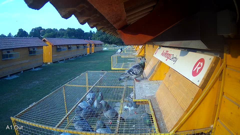 Pigeon Arrival Image For Race Race 4