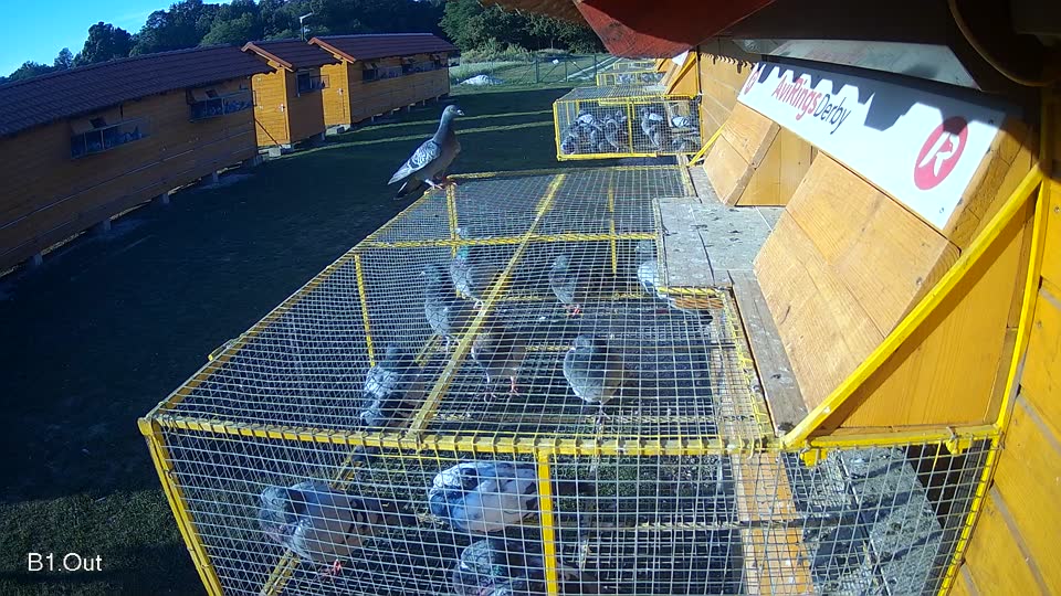 Pigeon Arrival Image For Race Race 5