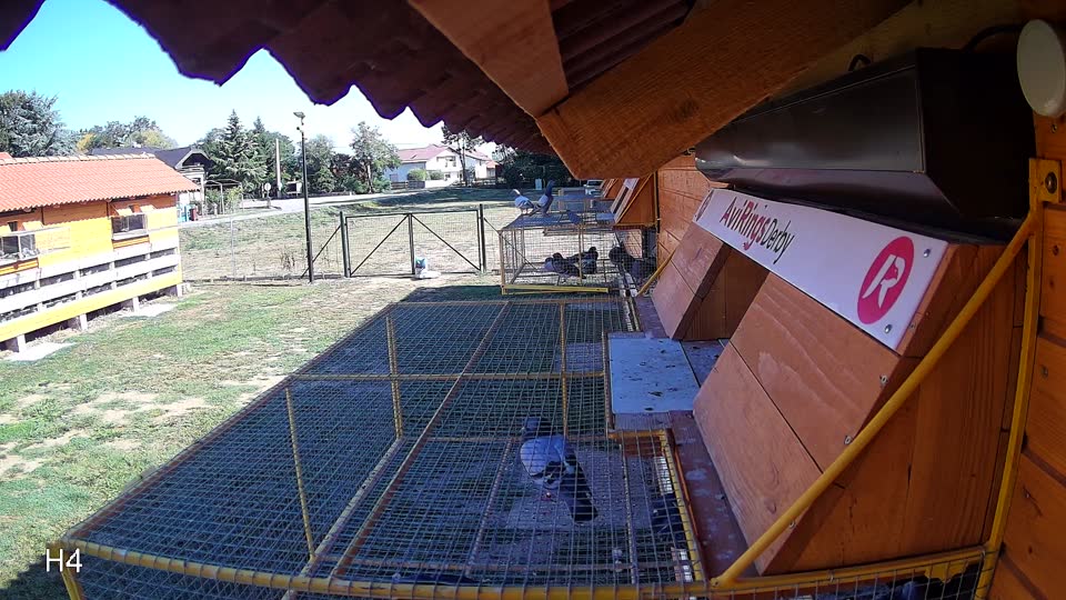 Pigeon Arrival Image For Race Race 5