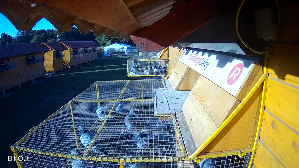 Pigeon Arrival Image For Race Final Race 1/3