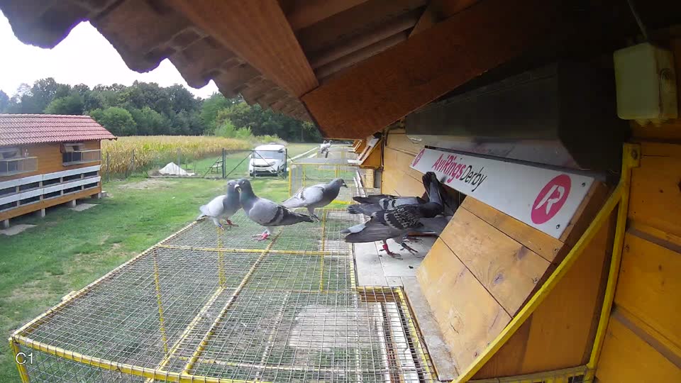 Pigeon Arrival Image For Race Race 4