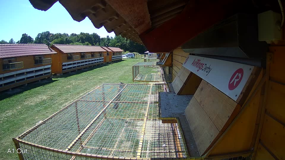 Pigeon Arrival Image For Race Race 5