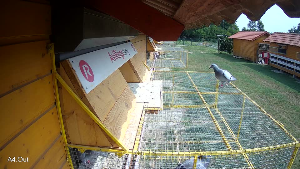 Pigeon Arrival Image For Race Race 3