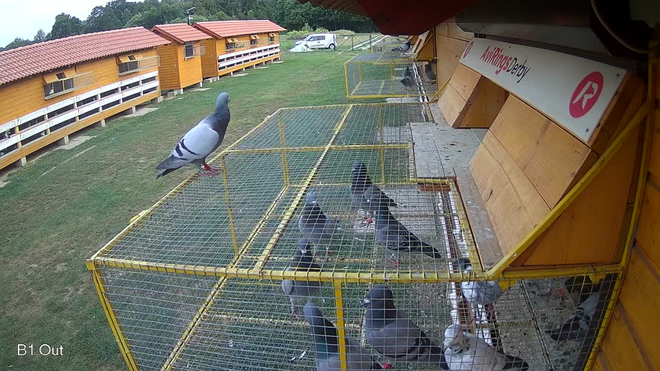 Pigeon Arrival Image For Race Race 4