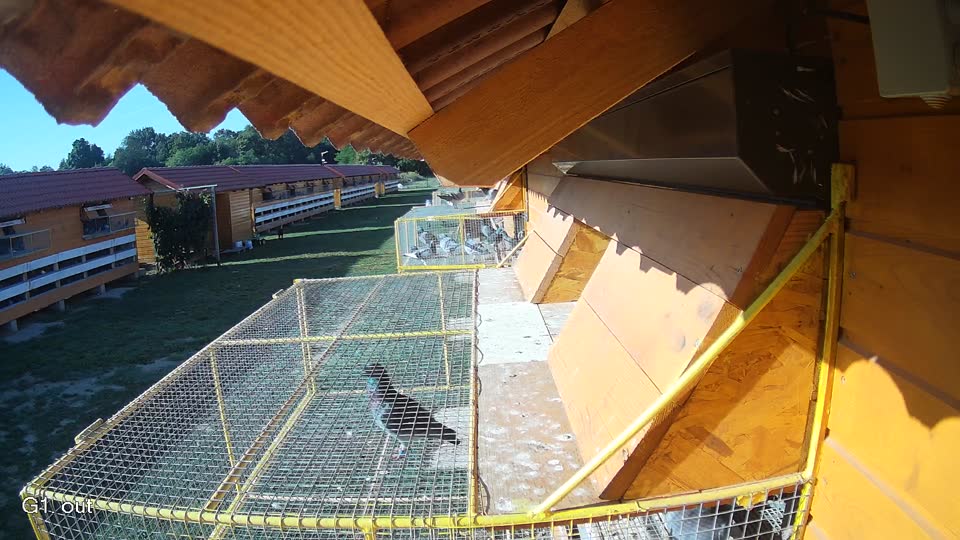Pigeon Arrival Image For Race Race 5