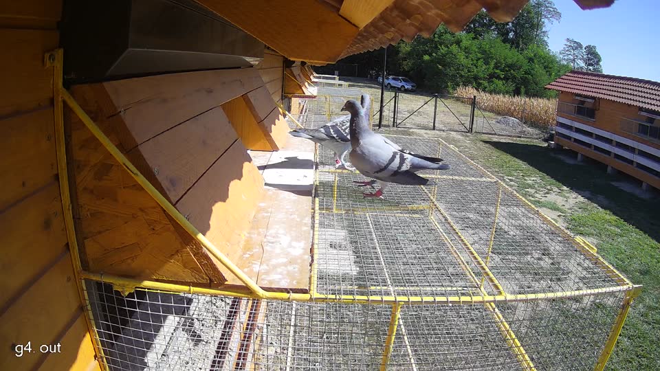 Pigeon Arrival Image For Race Race 3