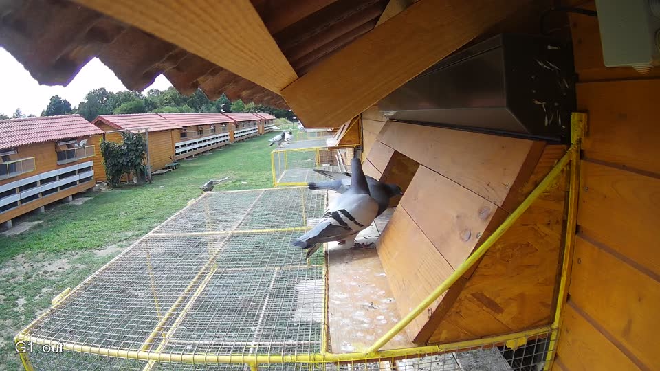 Pigeon Arrival Image For Race Race 4