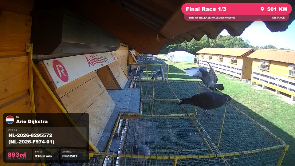 Pigeon Arrival Image For Race Final Race 1/3