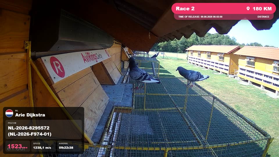 Pigeon Arrival Image For Race Race 2