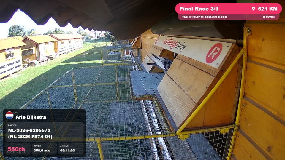 Pigeon Arrival Image For Race Final Race 3/3