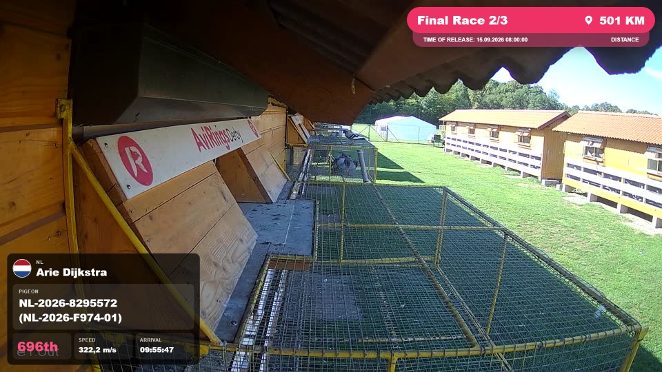 Pigeon Arrival Image For Race Final Race 2/3
