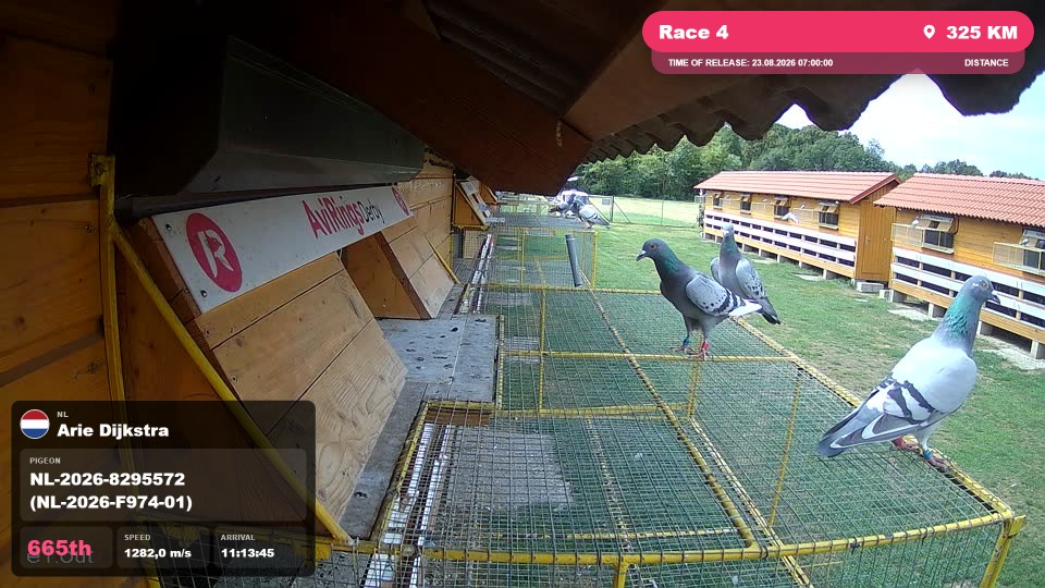 Pigeon Arrival Image For Race Race 4